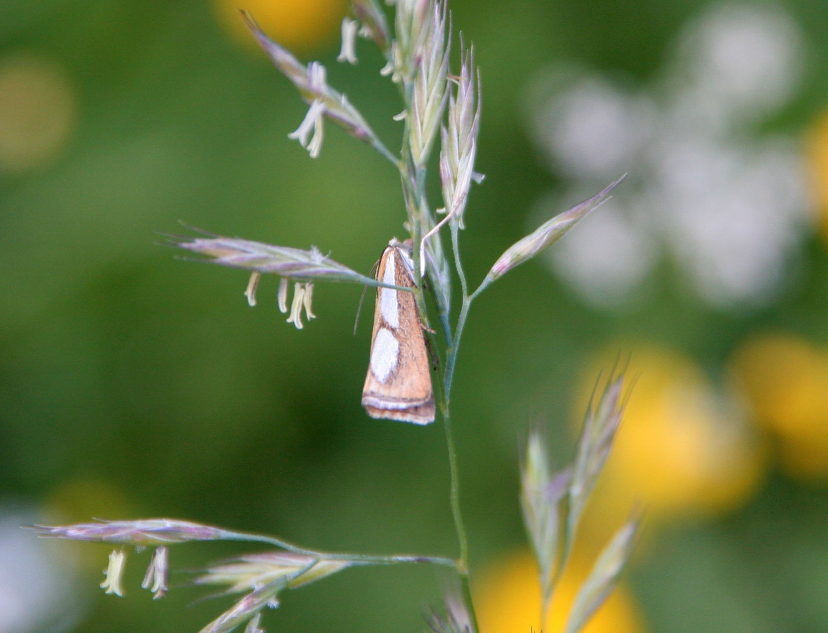 Catoptria sp.